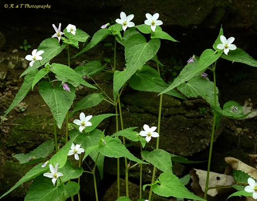 {Viola canadensis}